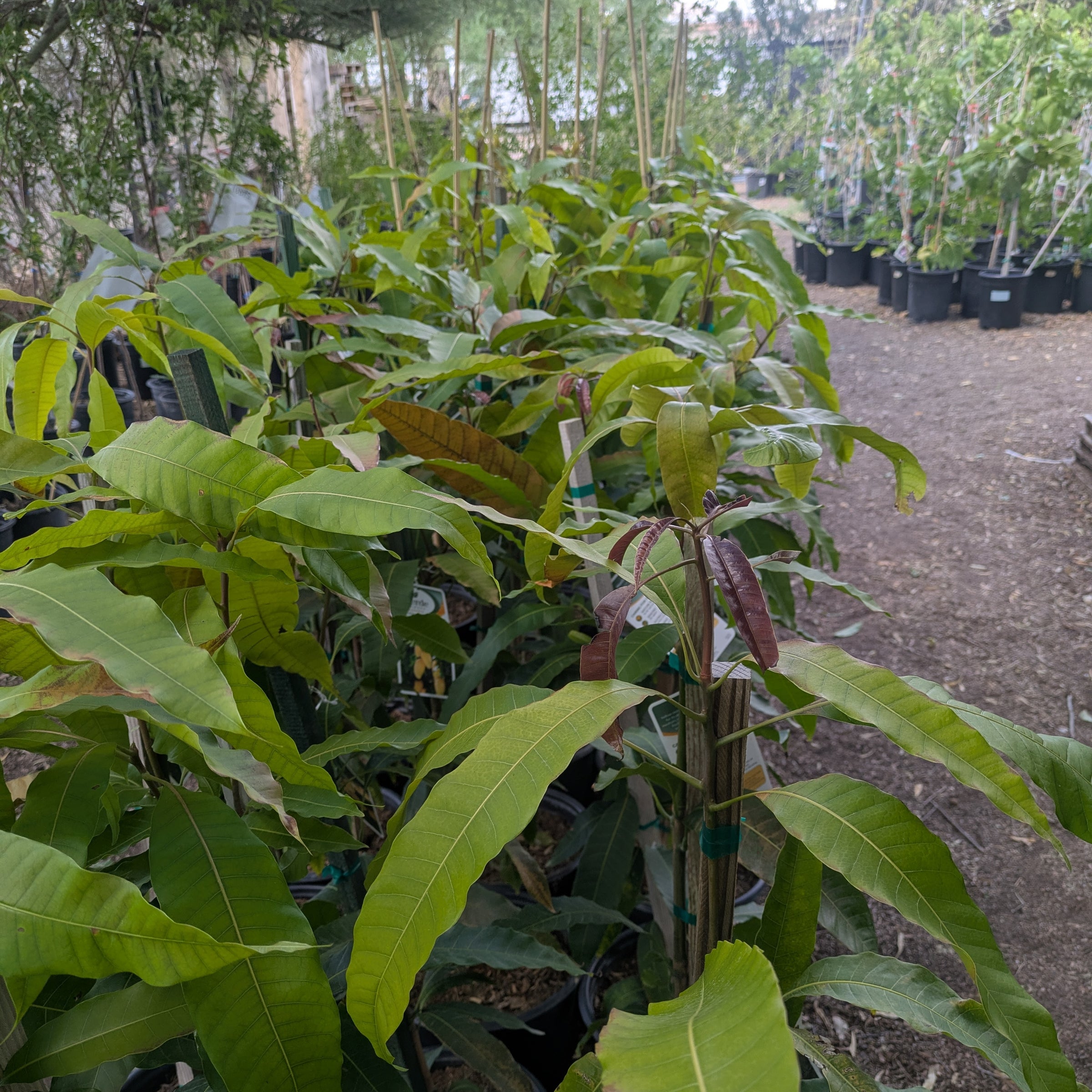 Tropica Botanical Nursery | Tropica Botanical Nursery