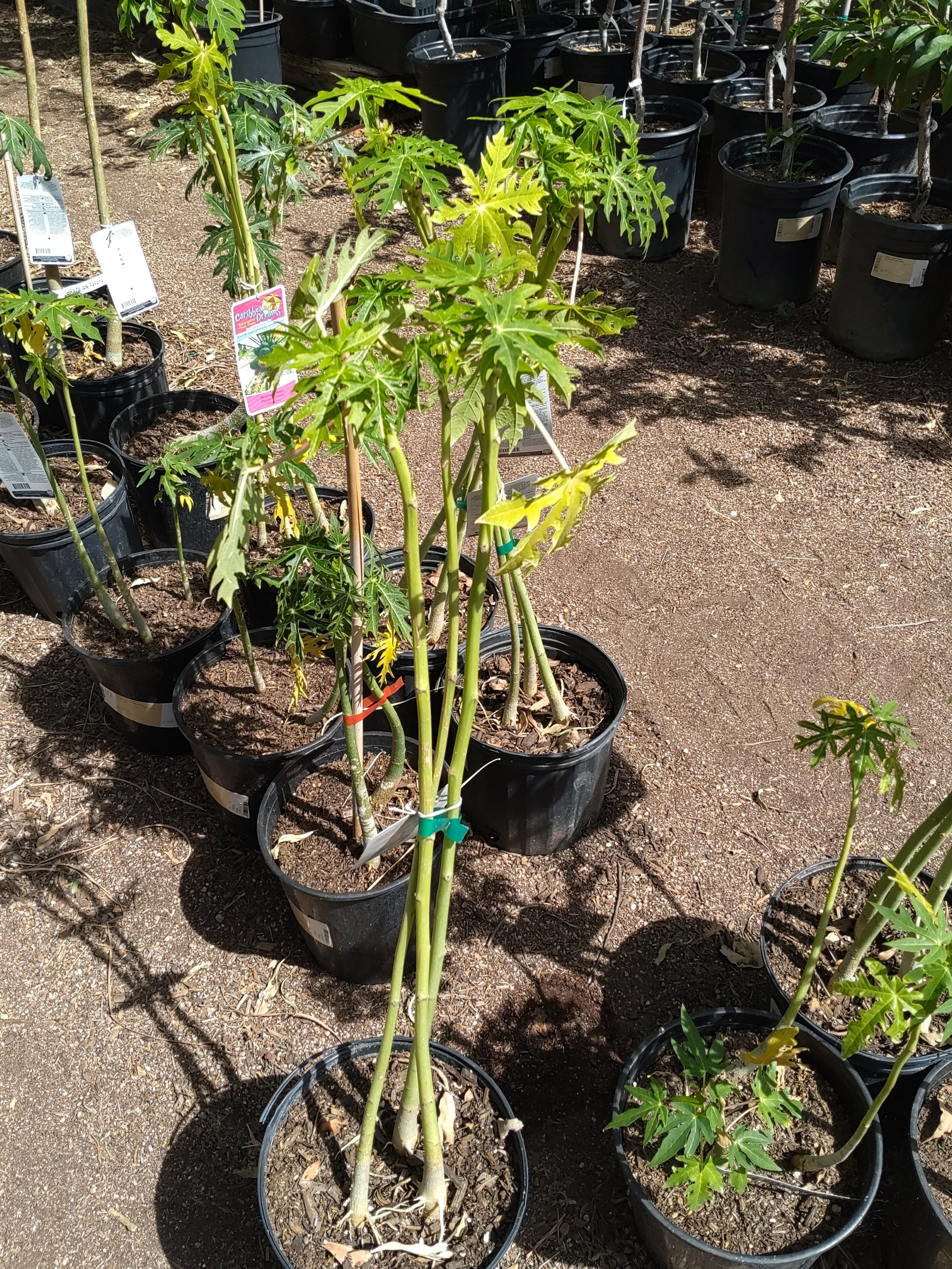 Tropica Botanical Nursery | Tropica Botanical Nursery