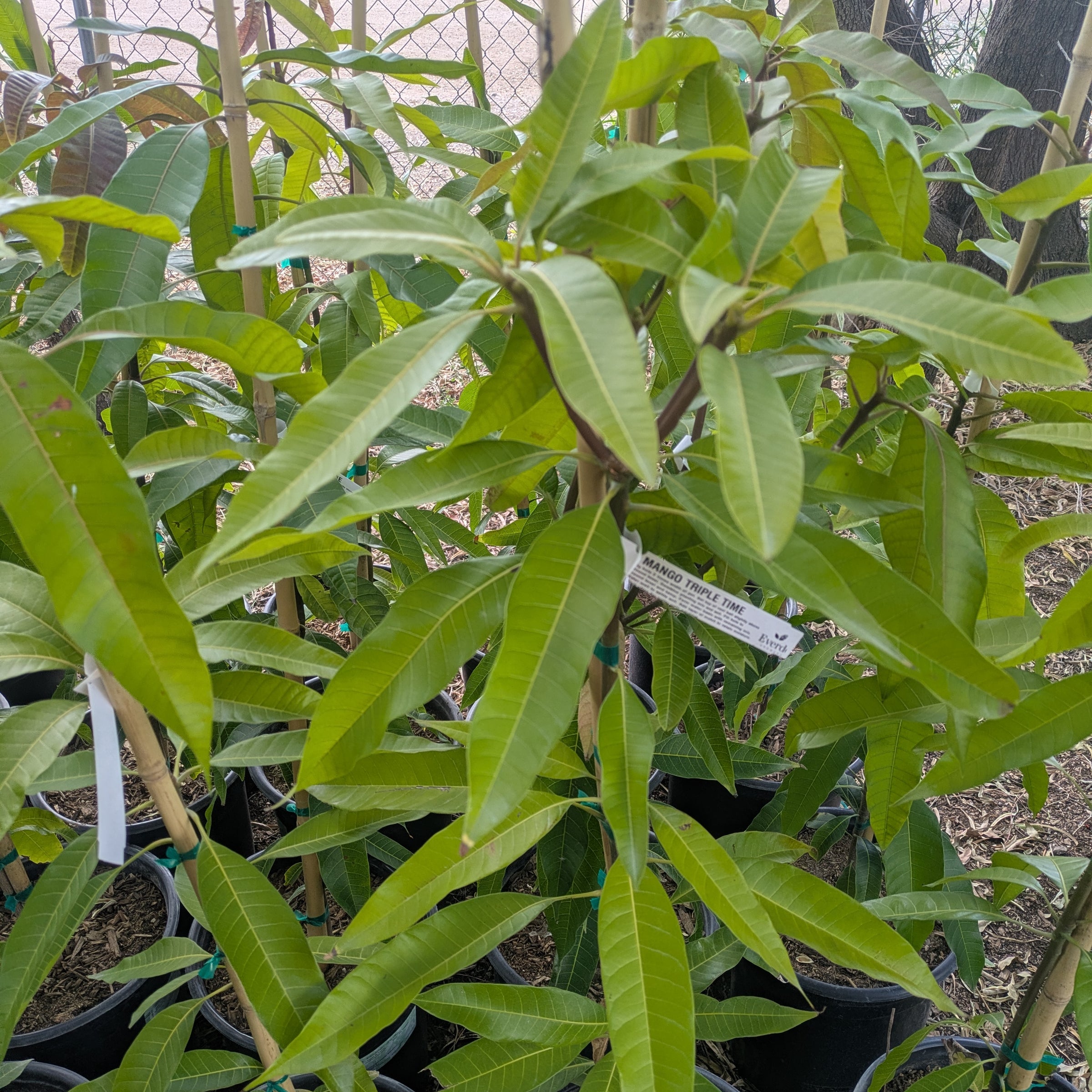 Tropica Botanical Nursery | Tropica Botanical Nursery