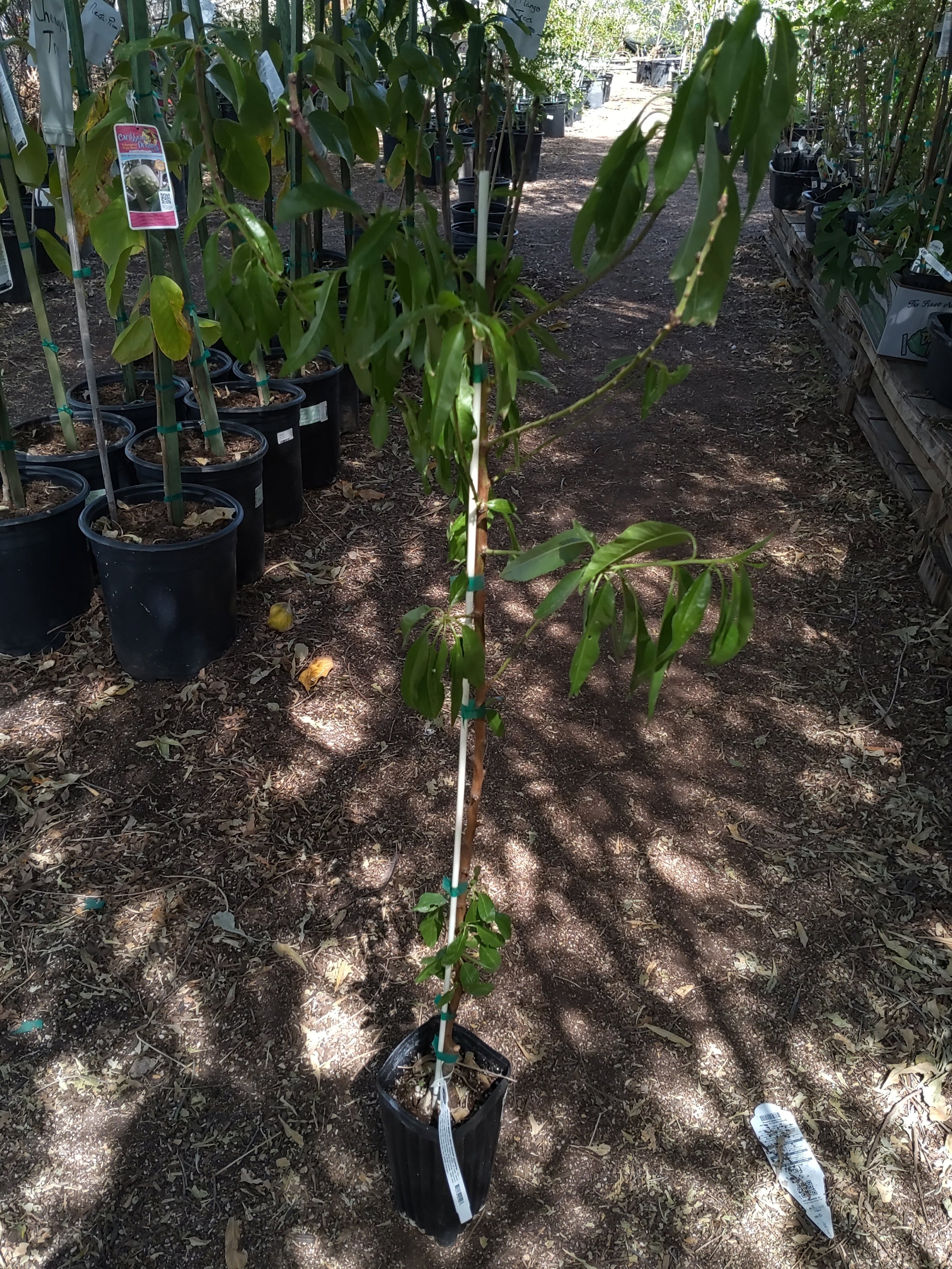 Tropica Botanical Nursery | Tropica Botanical Nursery