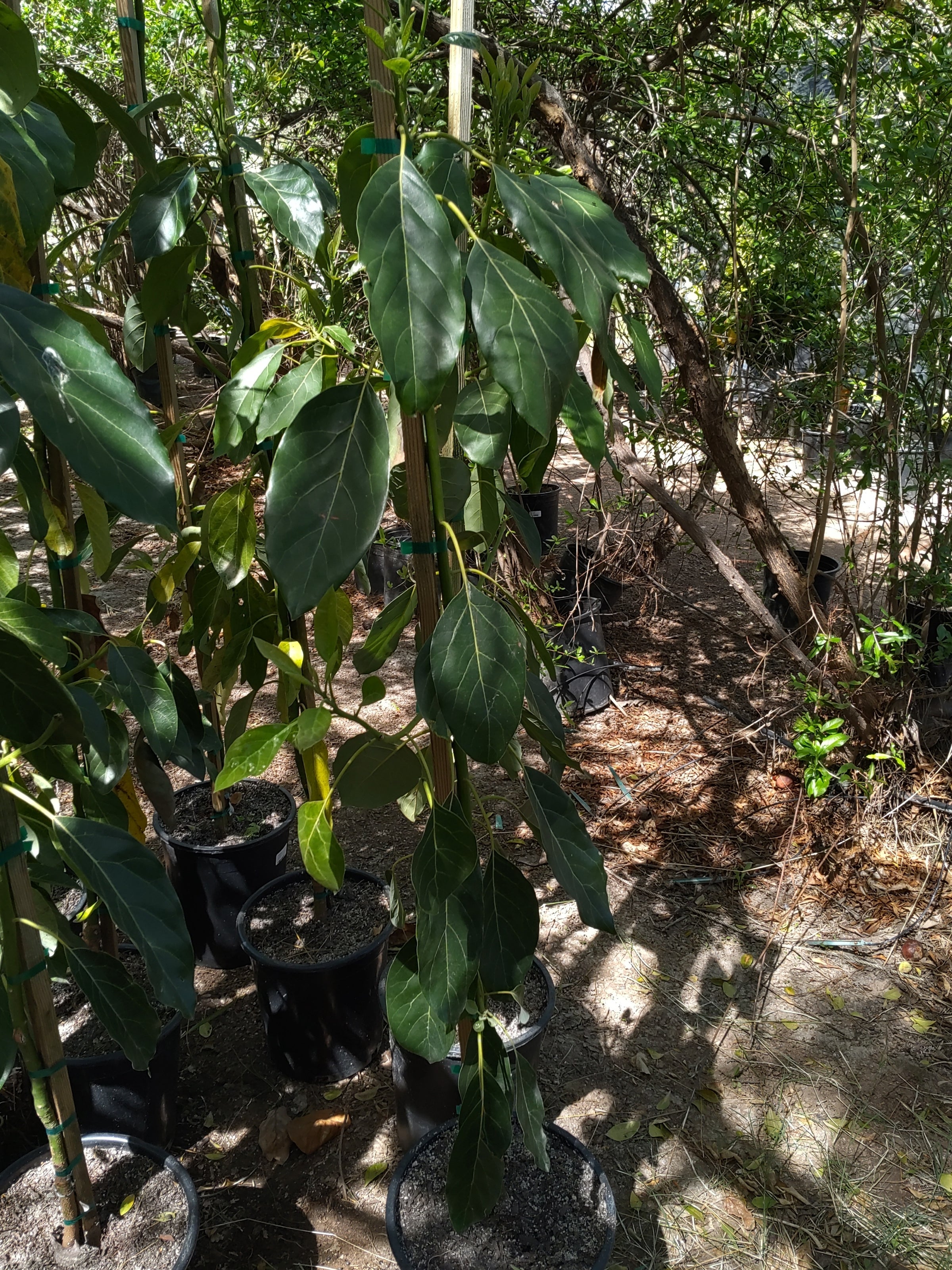 Tropica Botanical Nursery | Tropica Botanical Nursery